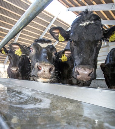 Det vand som køerne tilbydes, skal være af samme kvalitet, som det, der kommer fra vandværket. K