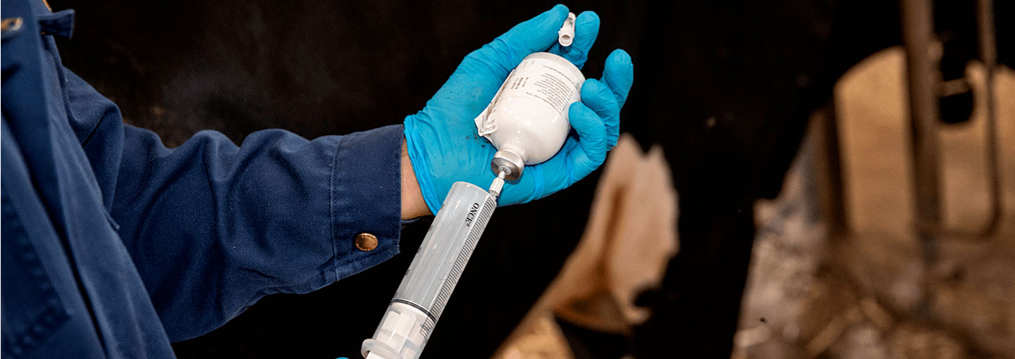 Mangler Injection Yversundhed hos malkekøer