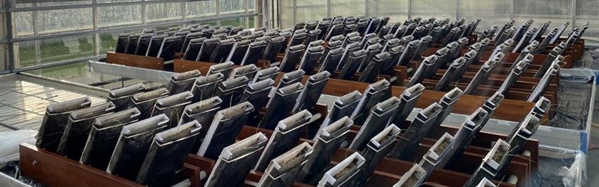 Rhizoboks eksperiment gennemført ved Aarhus Universitet til undersøgelse af tidlig rodvækst i hvidkløver