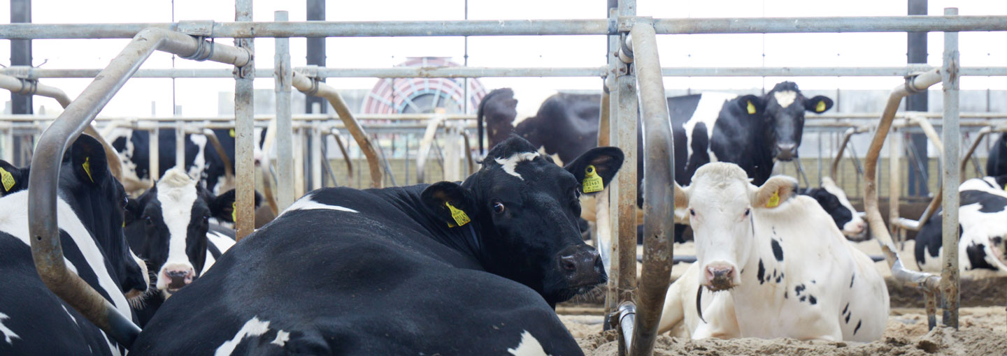 Køer i stald