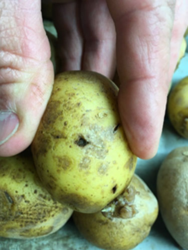Eksempler på Kvik huller i kartofler. Foto Lars Møller, SEGES.