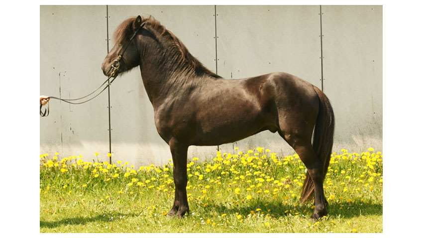 Gjordlejet på denne unge Islænder hingst vil give problemer