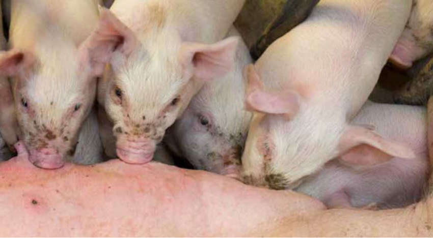 Grise, der dier Grise, der dier.