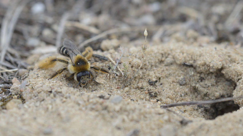 Pragtbuksebi ifærd med at kravle ind i sin jordhule
