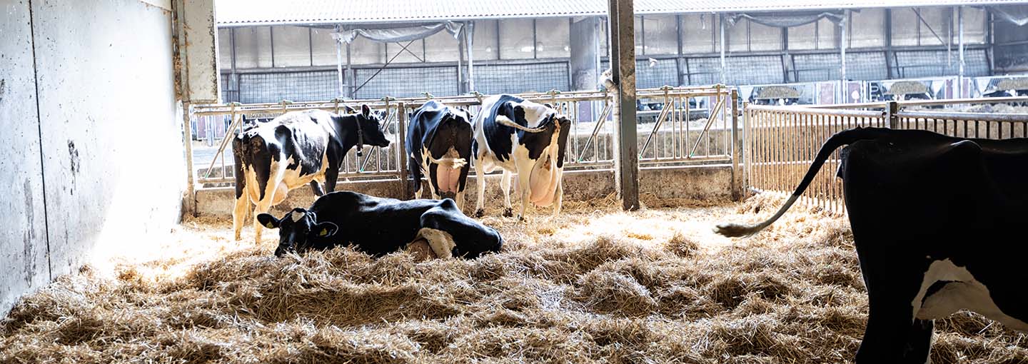 Køer i stald