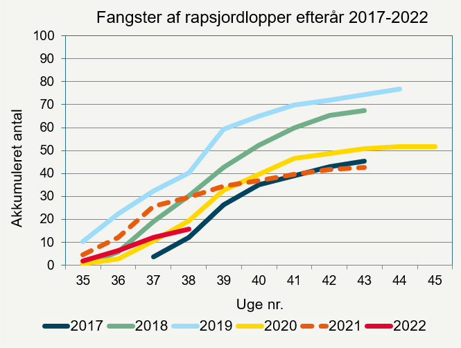 Akkumuleret fangst af rapsjordlopper i gule fangbakker i efterårene 2017-2022