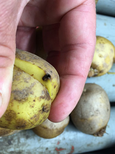 Eksempler på kartofler med Drycore. Foto Lars Møller, SEGES.
