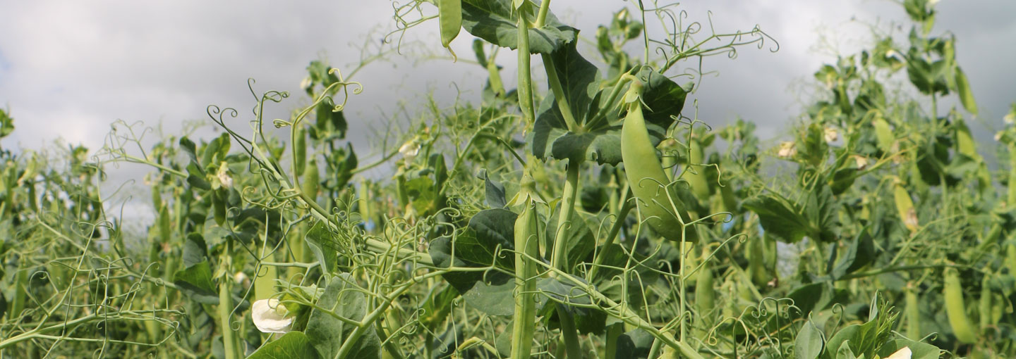 Ærteplanter