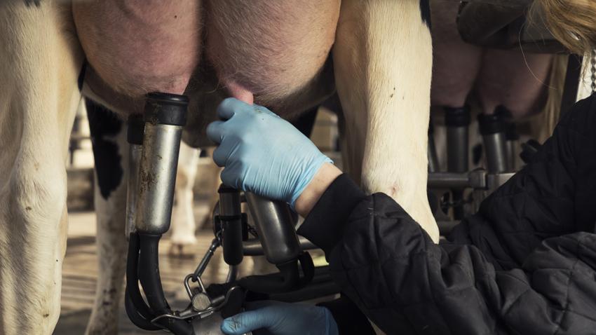 Påsætning af malkesæt