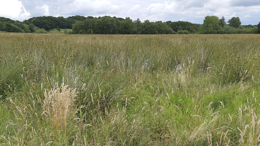 Lavbundsprojektet Runkenbjerg