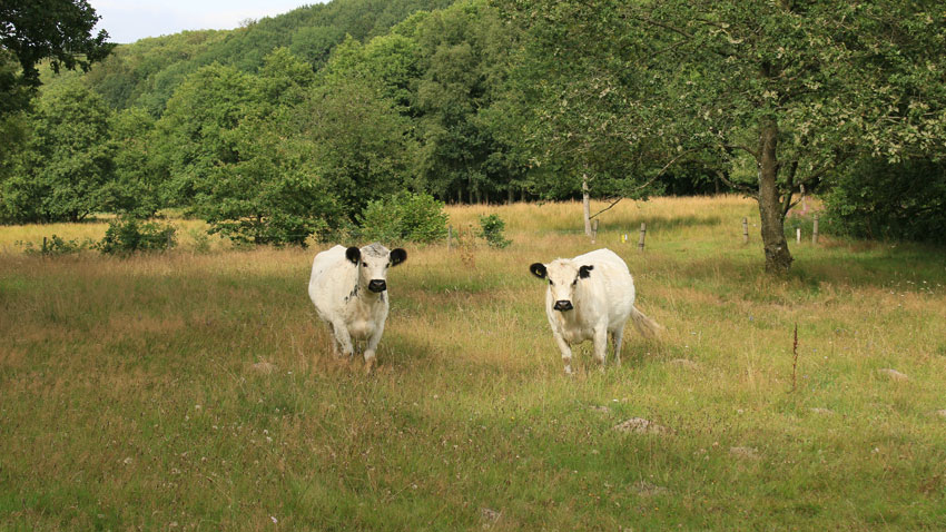 Krydsning mellem Galloway og Dexter