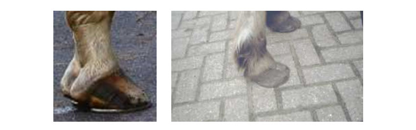 Billeder af brudt tåakse og flade hove med lang tå hos heste