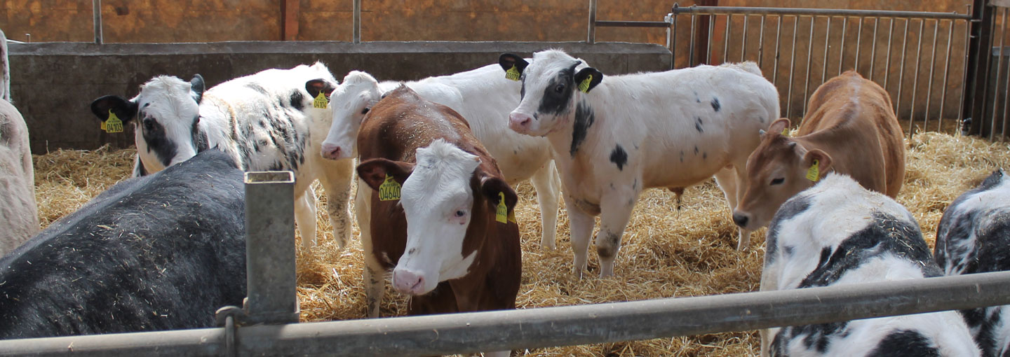 Kvæg i stald