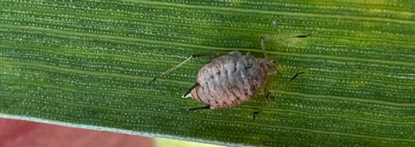 Bladlus i hvede parasiteret af snyltehvepse fotograferet 14. juni 2026. Planter & Miljø, SEGES Innovation P/S