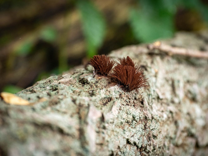 Små, brune svampe, der ligner små børster, vokser ud af en træstamme. En kæmpeamøbe også kendt som et svampedyr. Nærbilledet viser deres sarte struktur og omgivelser i den fugtige skov.