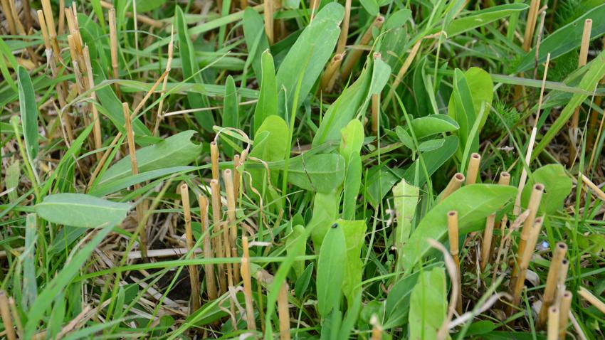 Rundbælg i blanding med alm. rajgræs og cikorie. Foto Sven Hermansen