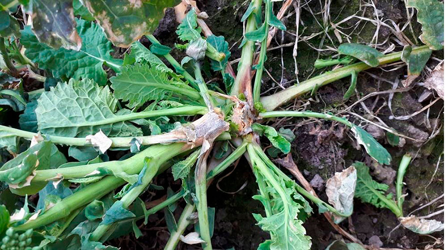 Sekundær angreb af gråskimmel i vinteraps efter svidning. Fotograferet 20. april 2021 af Kirsten Friis Vestergaard, Velas