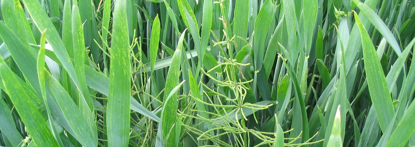 Agerpadderok i hvede