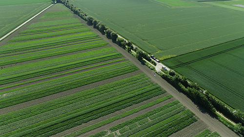 Stribedyrkning kan sandsynligvis øge mangfoldigheden af insekter og mikroliv i jorden, fordi de forskellige planter tilbyder forskellige fødekilder og levesteder. 