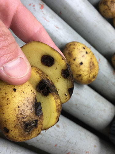 Eksempler på kartofler med ormegange. Foto Lars Møller, SEGES.