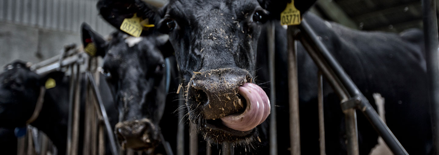 Hero_smitsomme _sygdomme