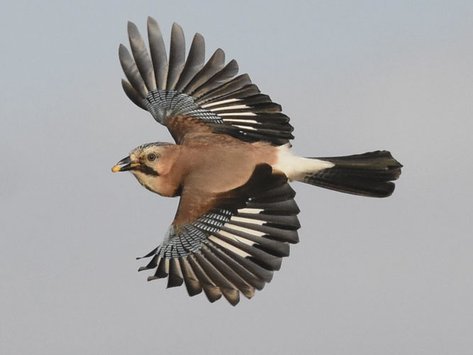 Skovskade med udbredte vinger på blå himmel