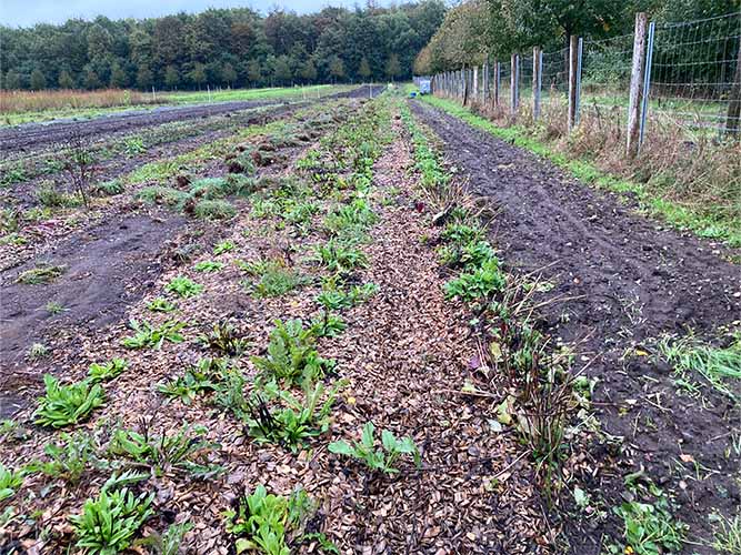 Opformering af guldblomme og læge-betonie