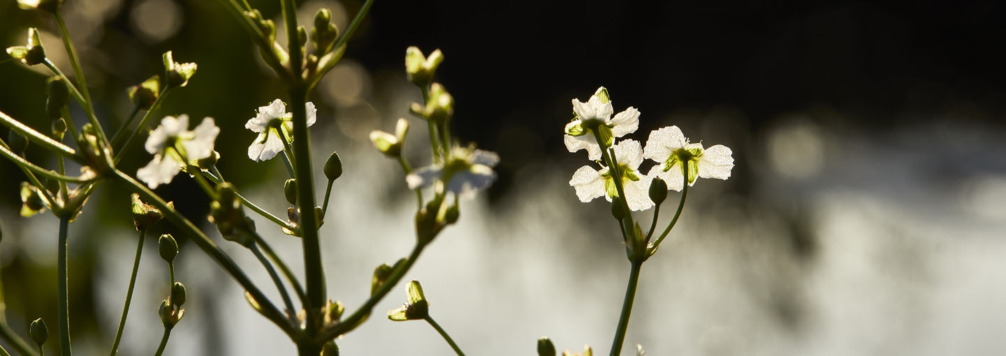 Nærbillede af blomst med uskarp baggrund