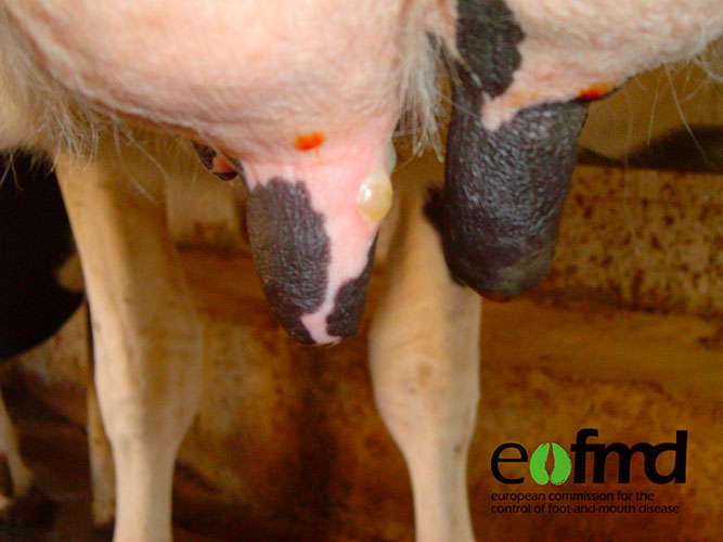 Blære på patte. Blærene vil efterfølgende briste, og der kan ses sår.