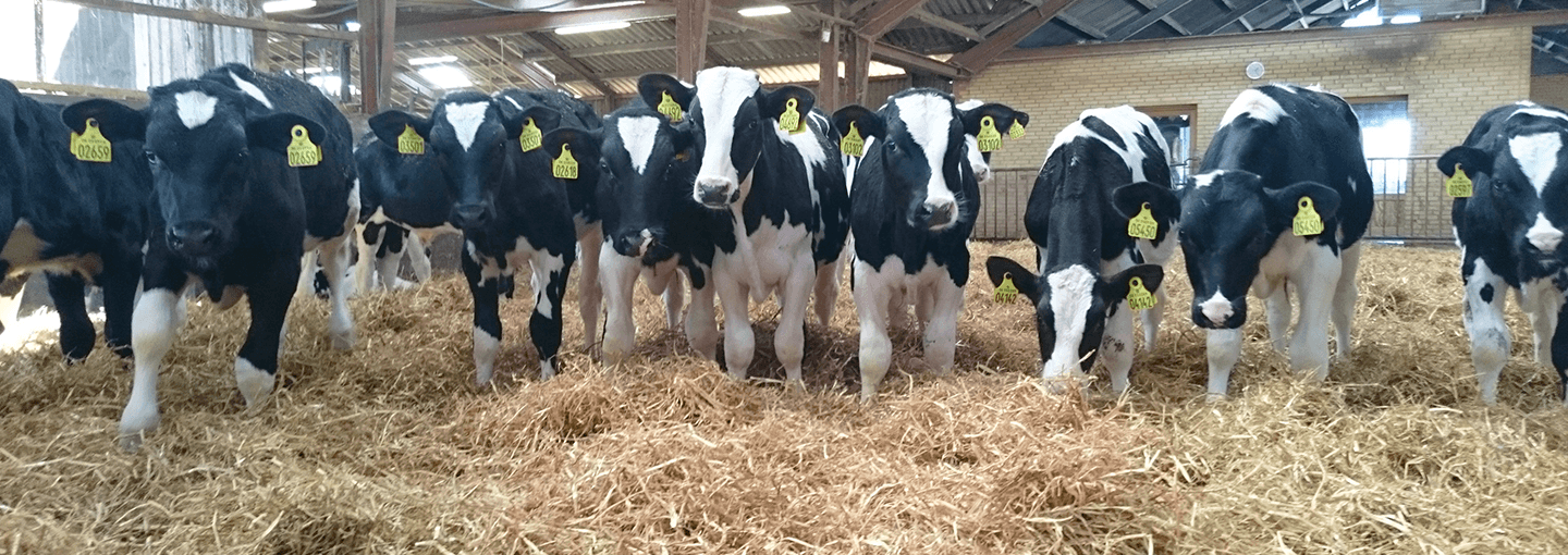 Køer i stald med halmunderlag