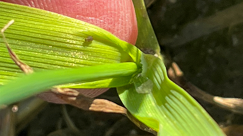 Bladlus. Marianne Lorenzen, LRS