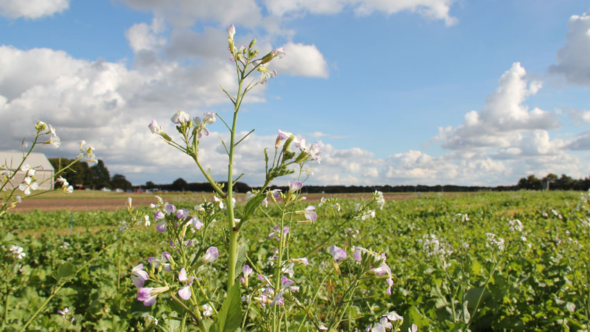 Olieræddike efterafgrøde
