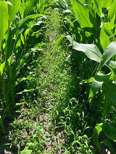 Billedet viser kraftigt inficerede områder af hanespore som ikke er behandlet.