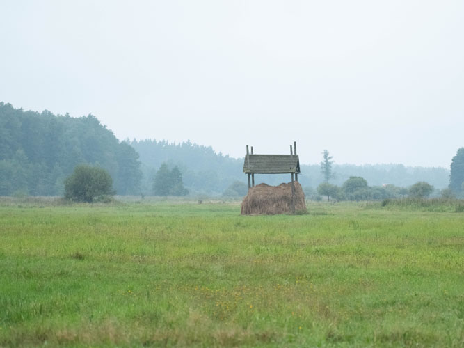 En åben eng med en høstak og et gammelt foderstativ i midten, omgivet af lav tåge og skov i baggrunden. Landskabet fremstår roligt og uberørt.