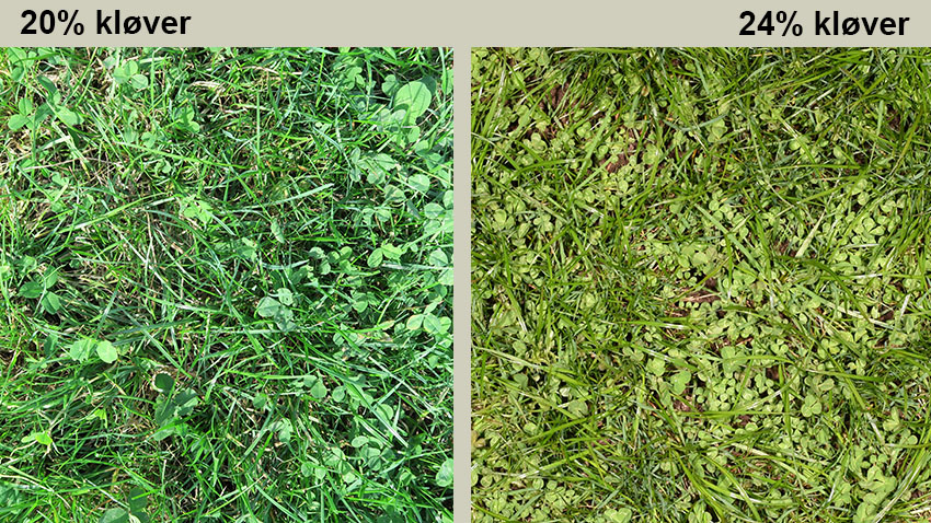 Billede der viser andel af kløver i græsmarker