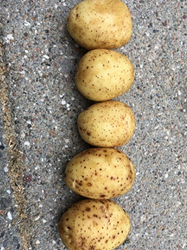 Eksempler på Lenticeller kartofler. Foto Lars Møller, SEGES.