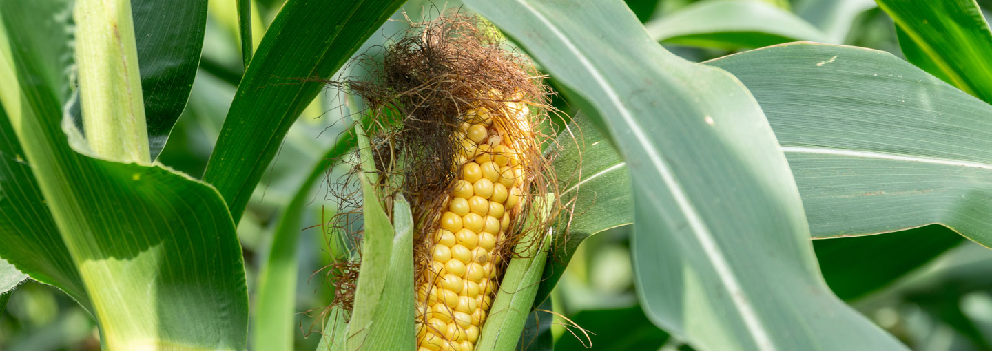 Majs