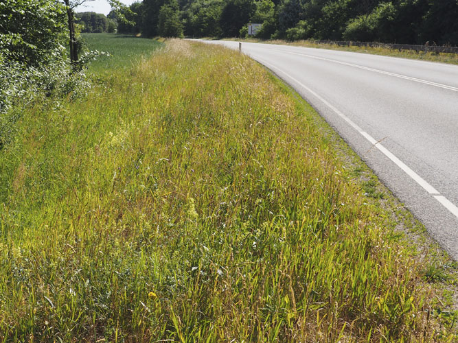 Kig godt efter! Umiddelbart ligner det langt græs, men man skal helt tæt på for at erkende blomsterne. Naturligt forekommende plantearter har ikke nødvendigvis store prangende blomster, men er alligevel af stor værdi for bierne. 