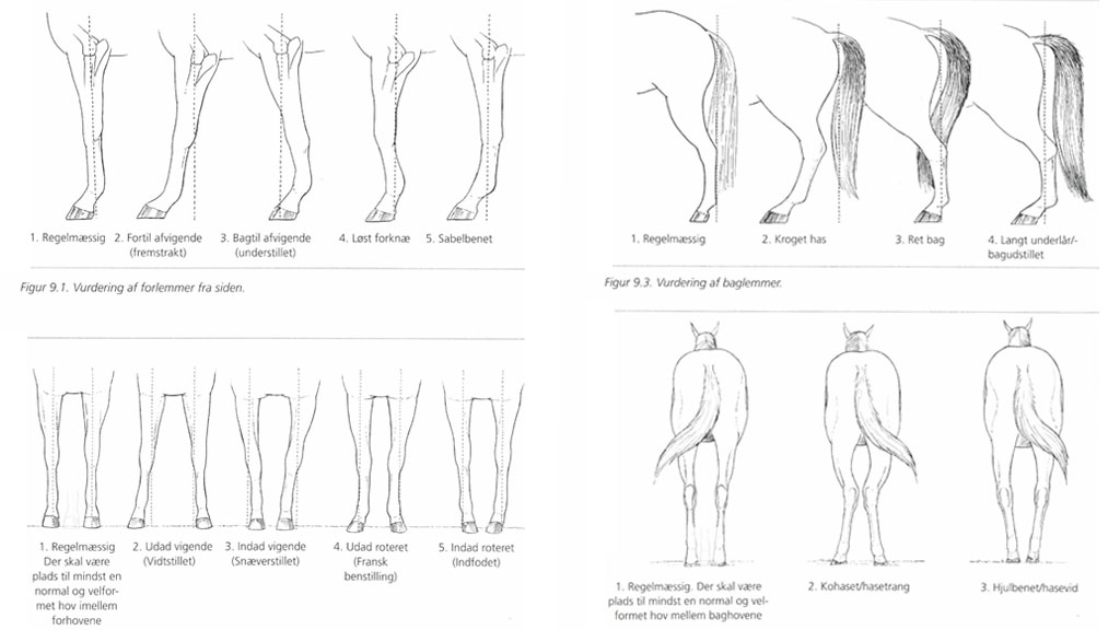 Vurdering af for- og baglemmer på heste