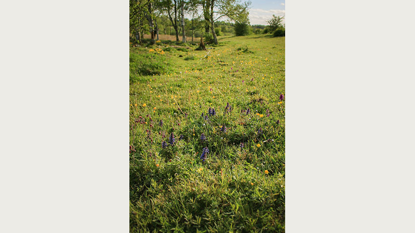 Græsning i overgangen mellem skov og eng er vigtig for biodiversiteten