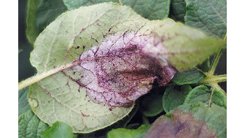 Sporulering af kartoffelskimmel på bagsiden af kartoffelblad