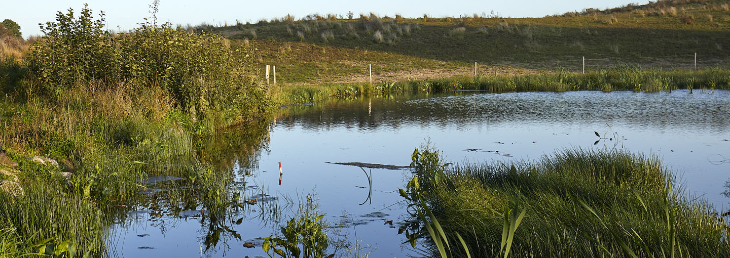 Søbrink omgivet af frodig natur og marker