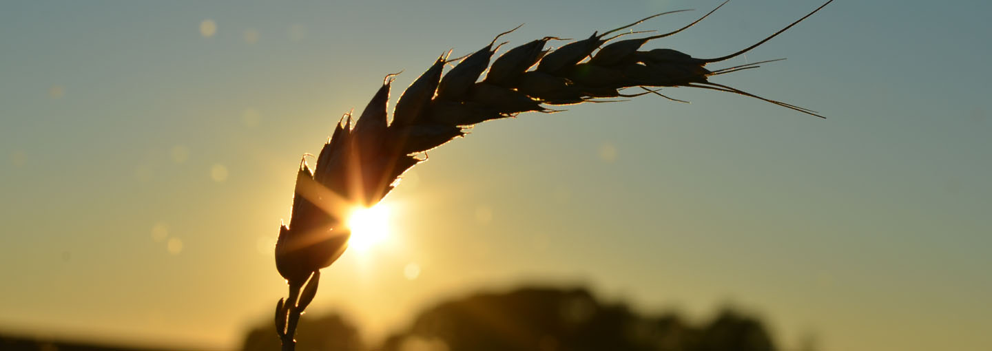 Nærbillede af et kornaks mod solen i horisonten
