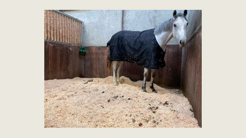 Hest bås med spåner som strøelse