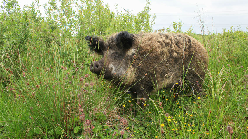 Ungarsk uldgris, græsning i Kragelund mose