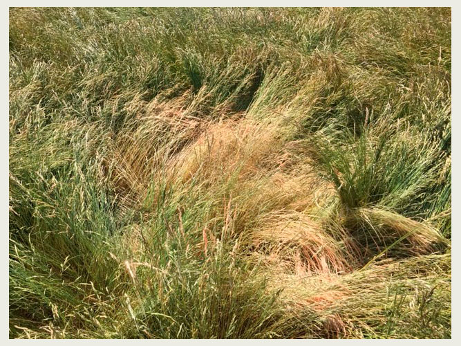 Væselhale i rødsvingel