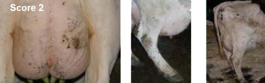 Score 2 på hygiejnevurdering af malkekøer
