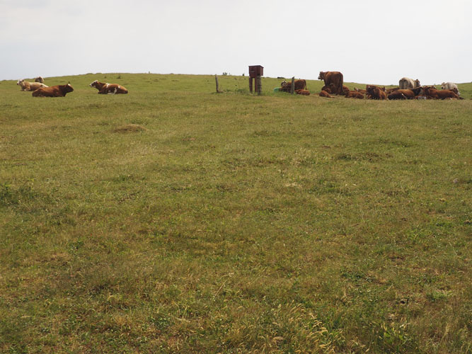 Nedbidt overdrev. Blomsterne er blevet spist fordi der går for mange dyr på arealet - her er ikke meget mad til bierne