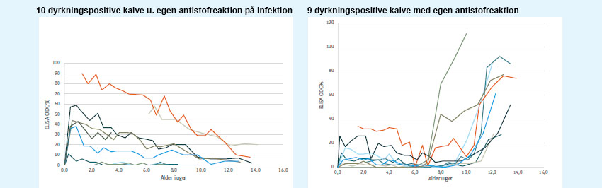 Graf der viser antistoffer mod Salmonella Dublin i 19 smittede kalve op til 14 uger gamle i 5 smittede besætninger.