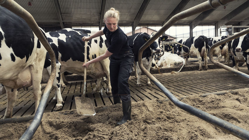 God ensilagekvalitet, rene sengebåse og god hygiejne i malkestalden er helt afgørende for at undgå sporer i mælken. Den vigtigste enkeltfaktor er rene køer.  